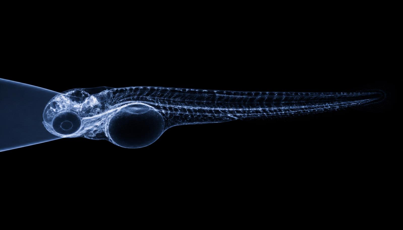 Editorial illustration of a larval zebrafish crossing a light-sheet plane