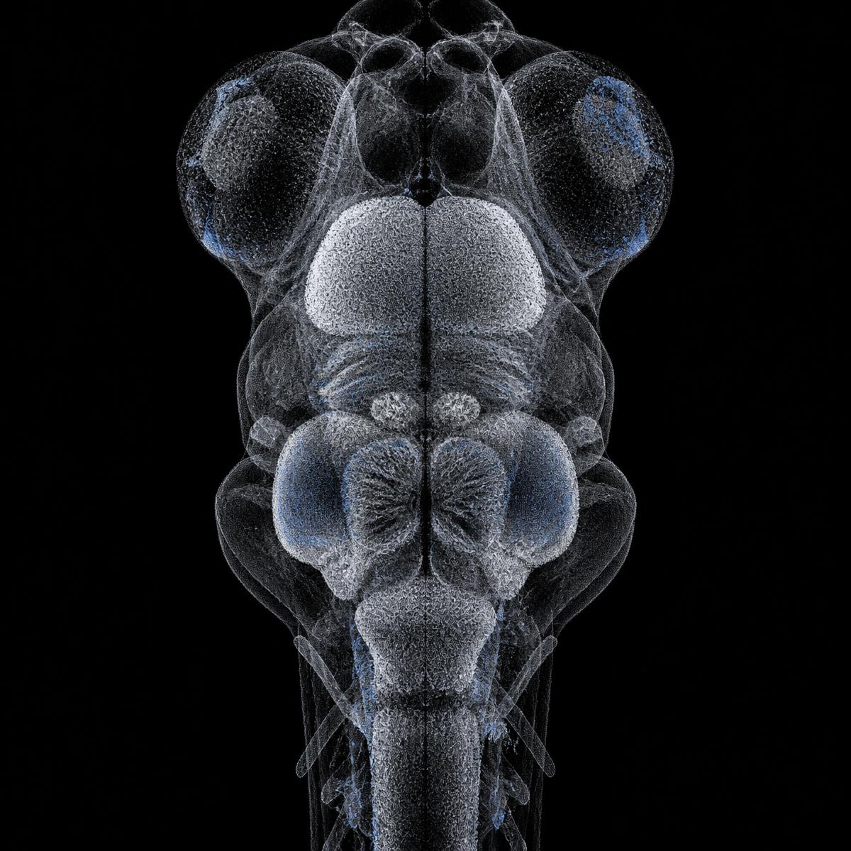 Editorial anatomical illustration of a larval zebrafish brain